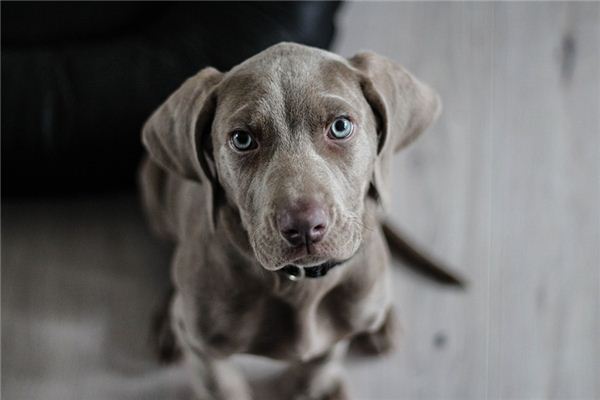 梦见狗咬手是什么意思