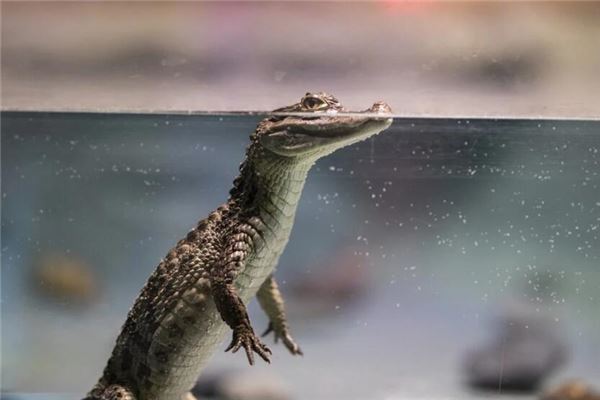 梦见吃鳄鱼肉是什么意思