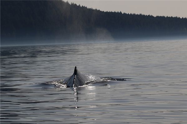 梦见鲸鱼岛是什么意思