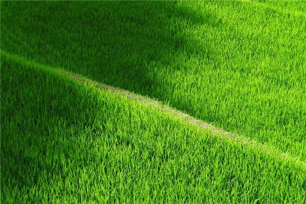 梦见绿油油的稻田是什么意思