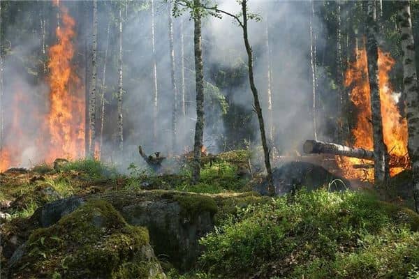 梦见大火烧山是什么意思