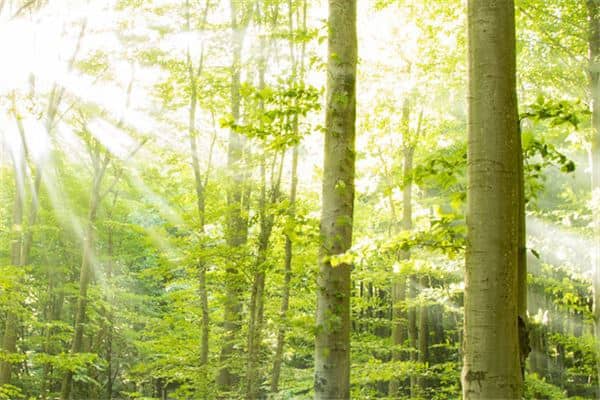 梦见太阳光照射是什么意思