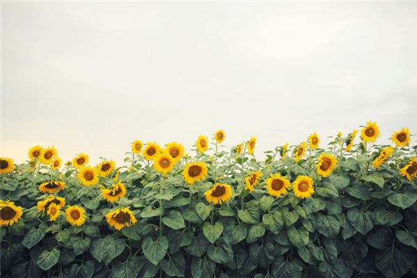 梦见黄色是什么意思