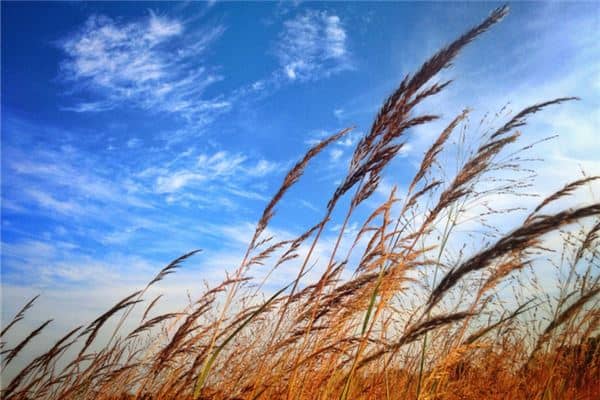 梦见风是什么意思