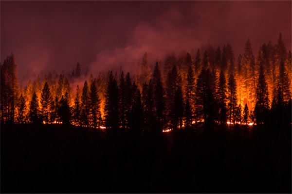 梦见森林着火是什么意思
