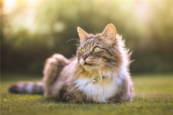 梦见猫妖是什么意思