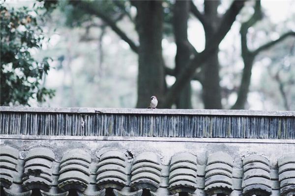 梦见新建了院墙是什么意思