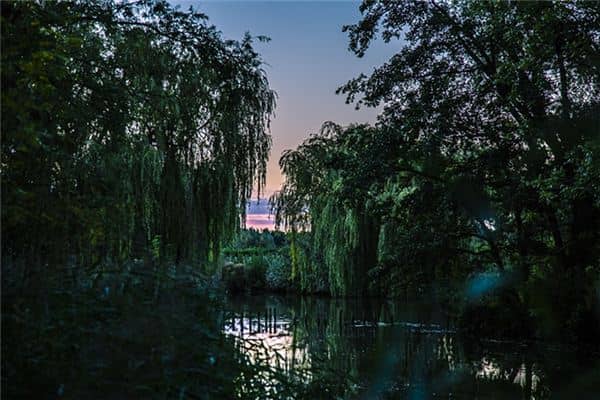 梦见柳树绿了是什么意思