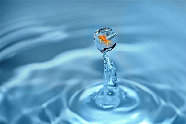 梦见盆里有鱼是什么意思