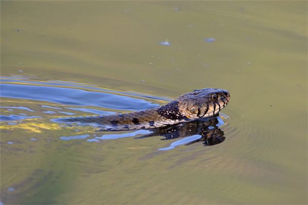 梦见蛇在水里游是什么意思