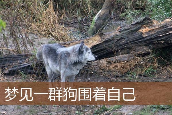 梦见一群狗围着自己是什么意思