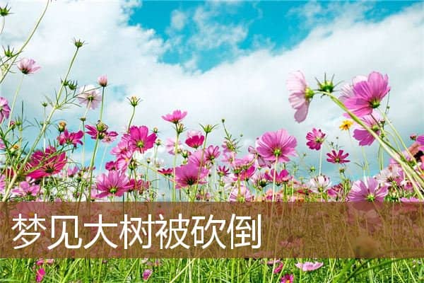 梦见大树被砍倒是什么意思