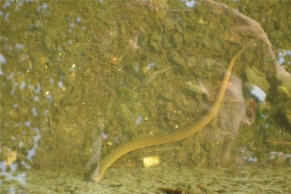 梦见捉黄鳝是什么意思