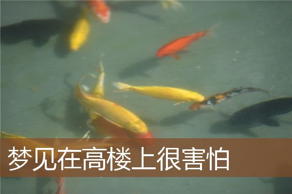 梦见在高楼上很害怕是什么意思