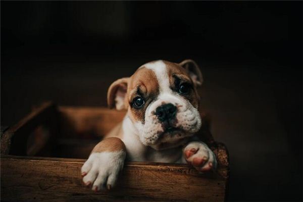 梦见狗生小狗是什么意思