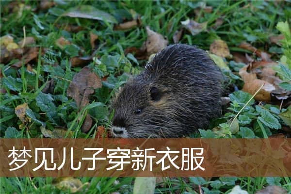 梦见儿子穿新衣服是什么意思