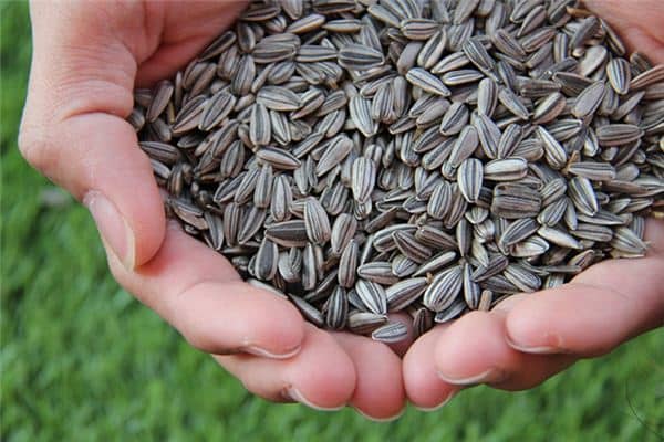 梦见买瓜子是什么意思