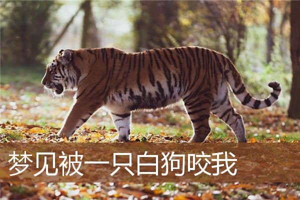 梦见被一只白狗咬我是什么意思