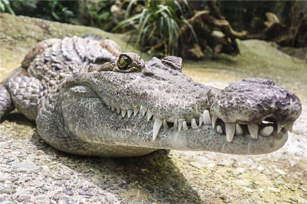 梦见鳄鱼和蛇是什么意思