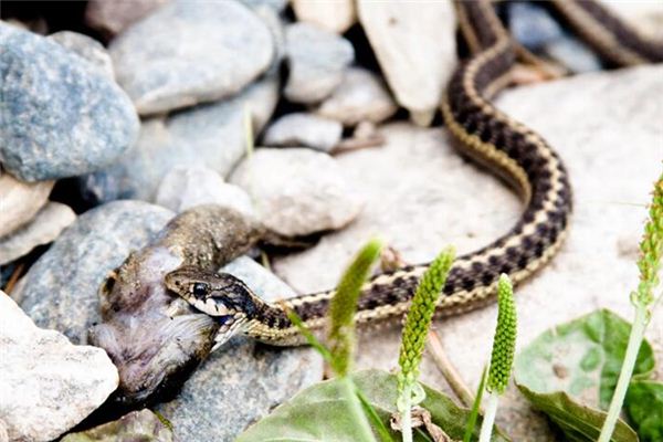 梦见蛇吃青蛙是什么意思