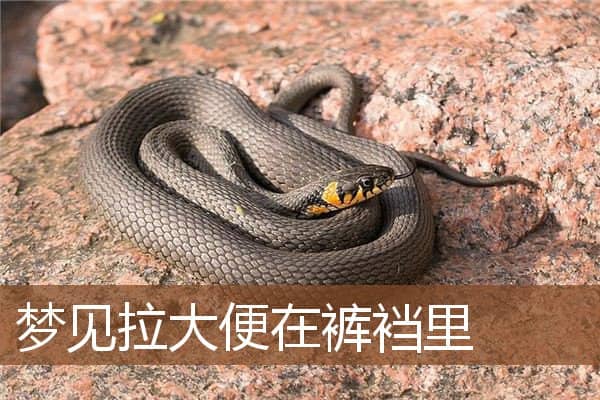 梦见拉大便在裤裆里是什么意思