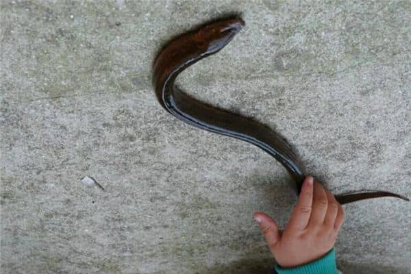 梦见黄鳝跑了是什么意思