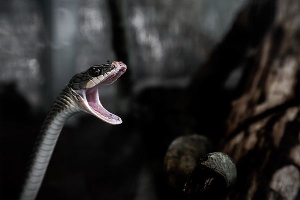 梦见蛇吞蛇是什么意思