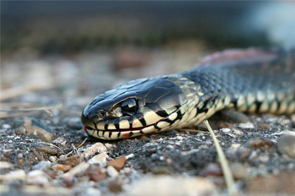 梦见脚被蛇咬是什么意思