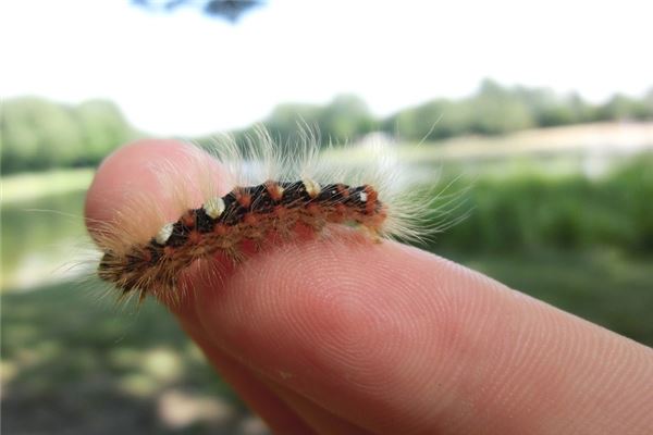 梦见身体长虫是什么意思