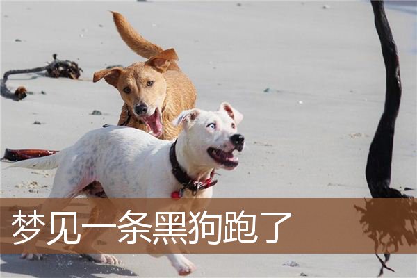 梦见一条黑狗跑了是什么意思