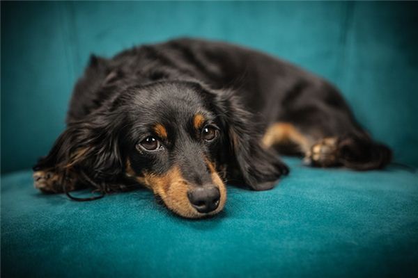 梦见温顺的狗是什么意思