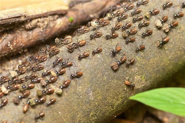 梦见白蚁成群是什么意思