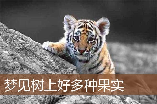 梦见树上好多种果实是什么意思