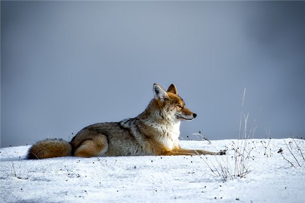 梦见打死狼是什么意思