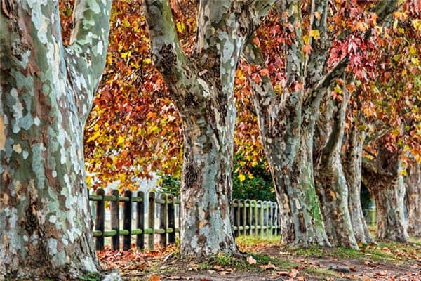 梦见梧桐树是什么意思