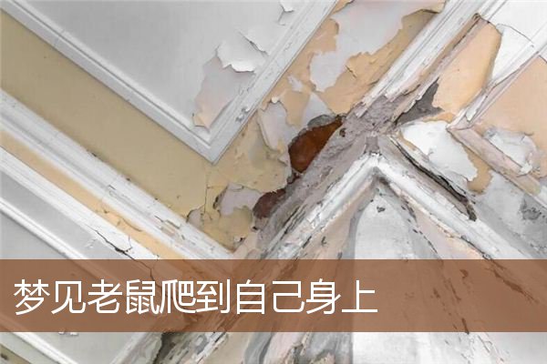 梦见老鼠爬到自己身上是什么意思