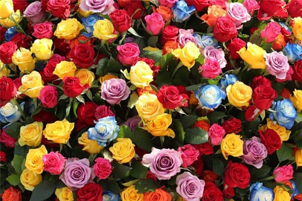 梦见玫瑰花是什么意思