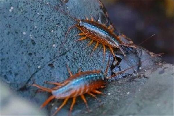 梦见一群蟑螂是什么意思