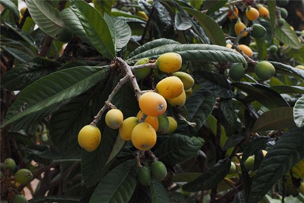 梦见枇杷树是什么意思