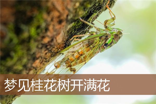 梦见桂花树开满花是什么意思