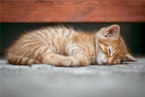 梦见被猫挠是什么意思