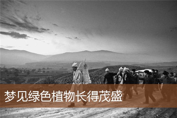 梦见绿色植物长得茂盛是什么意思