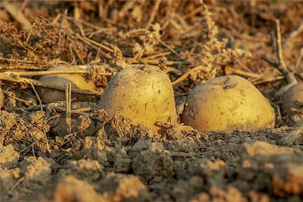 梦见种土豆是什么意思