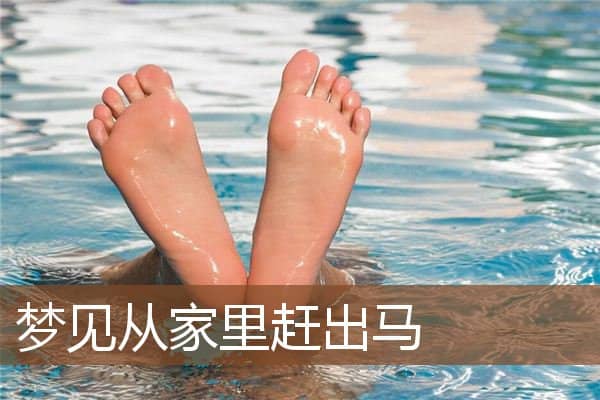 梦见从家里赶出马是什么意思