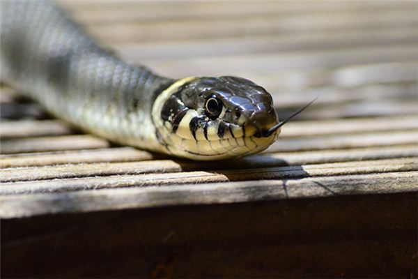 梦见蛇进家是什么意思