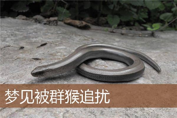 梦见被群猴追扰是什么意思