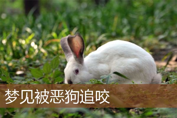 梦见被恶狗追咬是什么意思