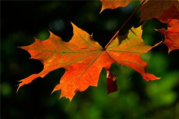 梦见扫落叶是什么意思