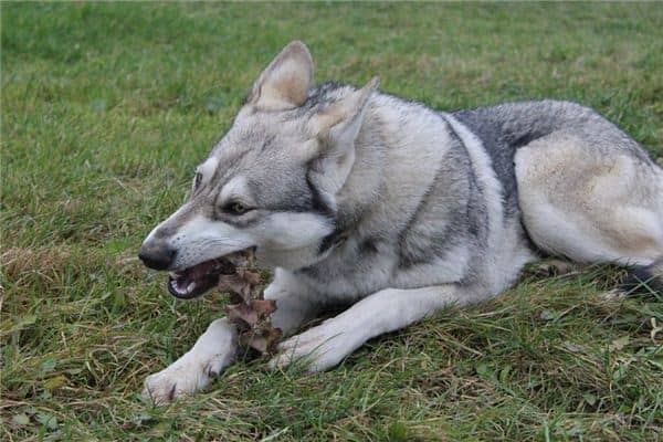 梦见大狼狗是什么意思