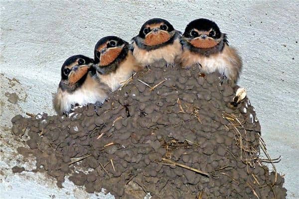 梦见小燕子是什么意思